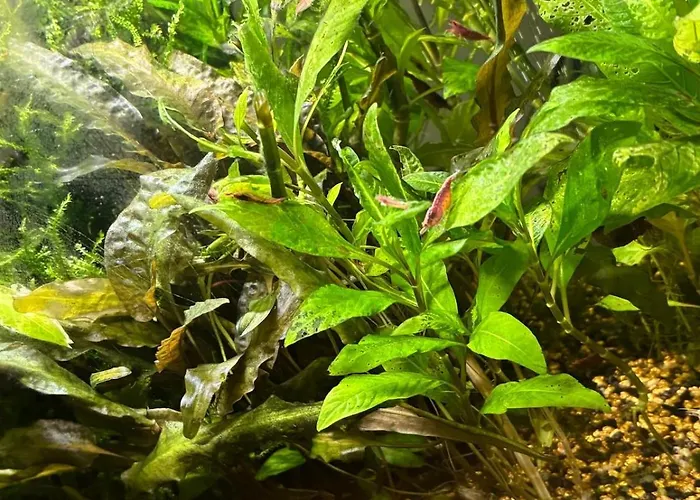 Maison Neuve Cocooning 6 Personnes Avec Et Piscine Chauffee 度假居